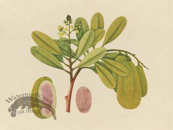 Far East Fruit and Flowers 01